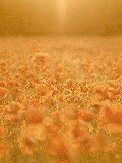 Маки в полях обои