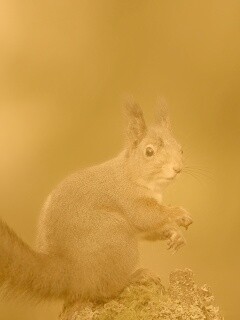 Белку застали врасплох обои