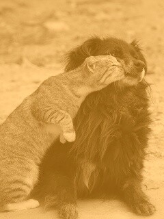 Поцелуй кошки и собаки обои