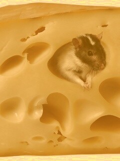 Мышка в сыре обои