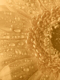 Капли на лепестках гербера обои