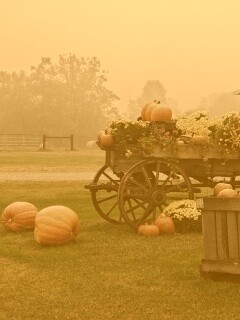 Урожай тыков обои