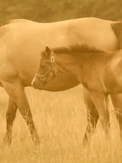 Жеребенок и беременная кобыла обои