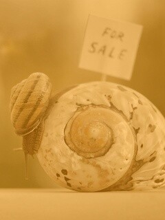 Улитка приматрвиает новый дом обои