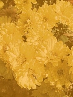 Оса на желтых герберах обои