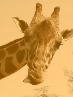 Жираф показывает язык обои