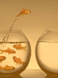 Побег рыбки обои