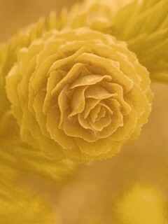 Молодая шишка обои