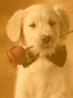 Щенок с розой в зубах обои