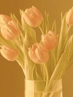 Букет тюльпанов обои