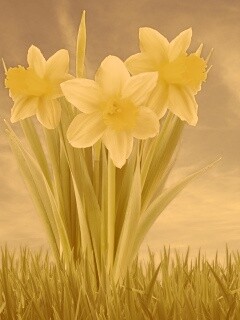 Букет цветов в траве обои