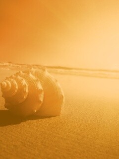 Золотистая ракушка обои