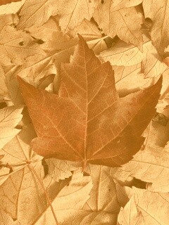 Флаг Канады из листьев обои