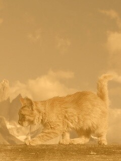 Рыжий котик в горах обои