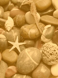 Морские камешки и фауна обои