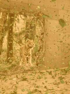 Портал в джунги обои