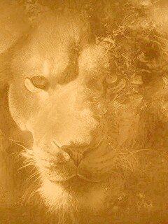 Фас льва обои