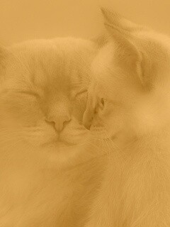 Кошка с котенком обои