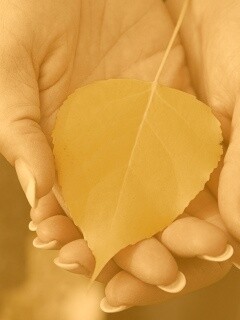 Осенний лист в руках обои