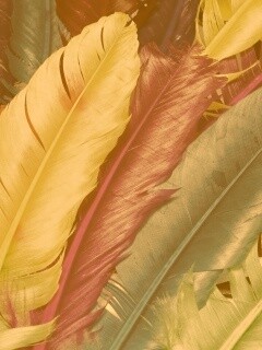 Разноцветные перья обои