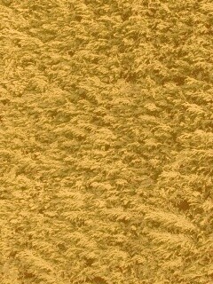 Густые хвойные заросли обои