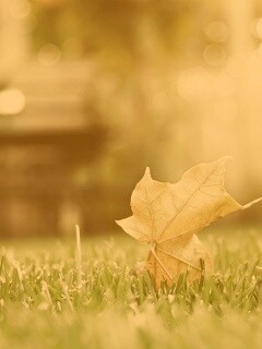 Зеленый лист на траве обои