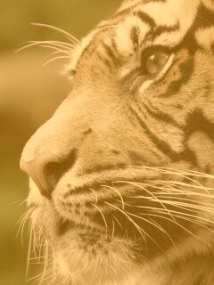 Взгляд тигра обои