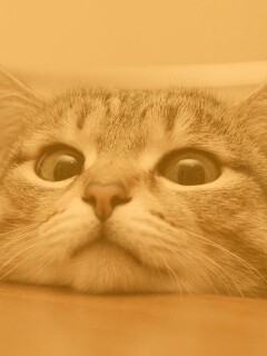 Любопытный котейка обои