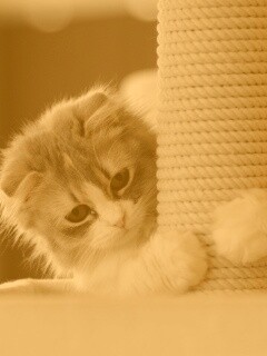 Пушистая кошка с когтеточкой обои