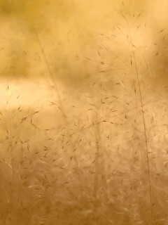 Былинки обои