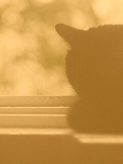 Дремлющий на окне черный кот обои