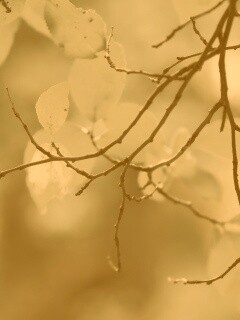 Осенние ветки без листьев обои