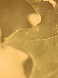 Темно-зеленый лист в макро обои