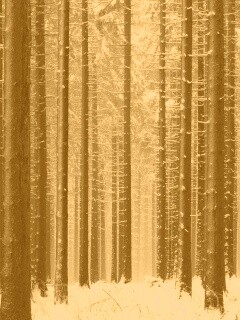 Зимний лес как штрихкод обои