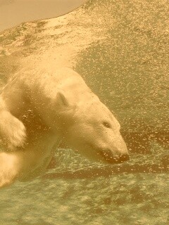 Нырнувший белый медведь обои