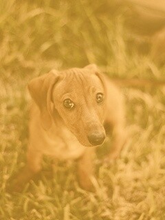 Маленькая милая такса обои