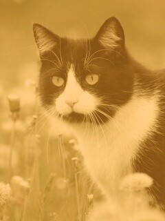 Кот в одуванчиках обои
