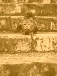 Растрепанная кошка на ступеньках лестницы обои