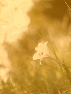Цветок затерявшийся в траве обои