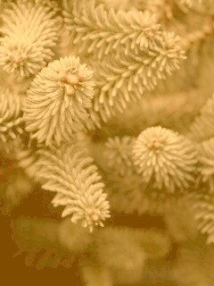 Хвойные иголки обои