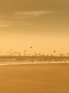 Стая птиц на пляже обои