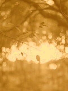 Размытый свет в парке обои