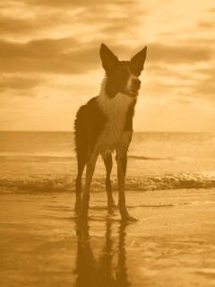 Собачка на пляже обои