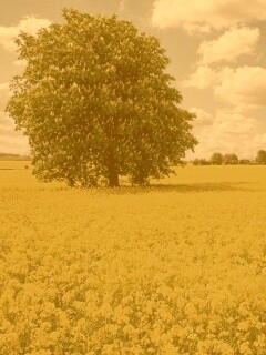 Каштан на цветочном поле обои