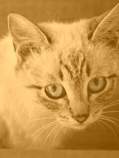 Котенок с синими глазами обои