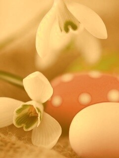 Белый цветок и яйца обои