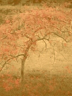 Розовое дерево обои