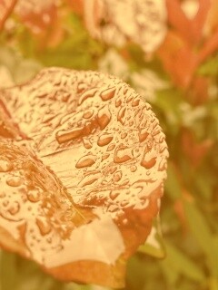 Красный лист в каплях воды обои