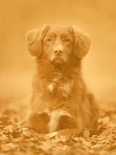 Осенний пес обои