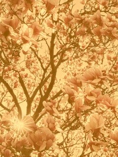 Магнолия обои